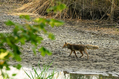 Rotfuchs auf dem ausgetrockneten Ufer eines Flusses